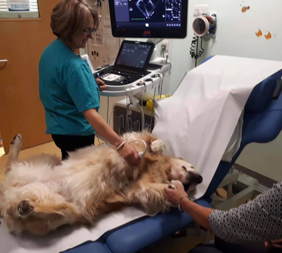 Dogs being hired at hospitals to help kids during scary procedures