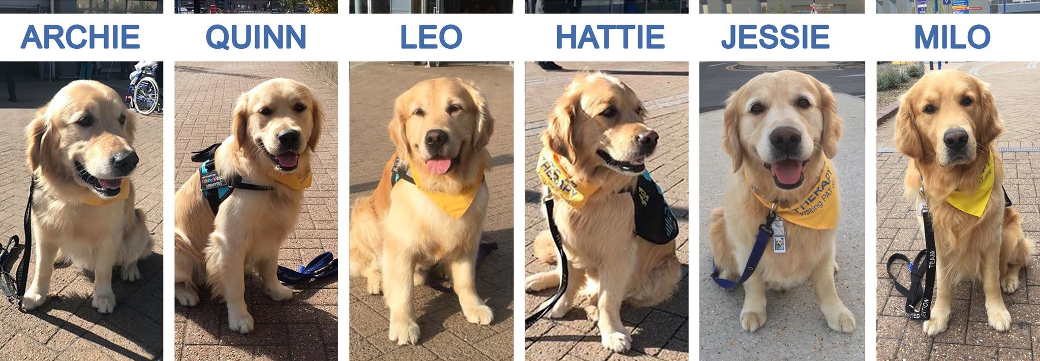 Dogs being hired at hospitals to help kids during scary procedures