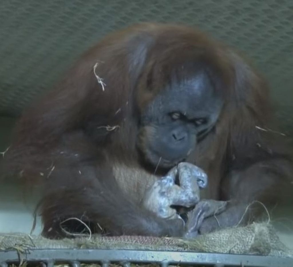 Orangutan gives birth on film for 1st time ever then shows baby to keeper(02)