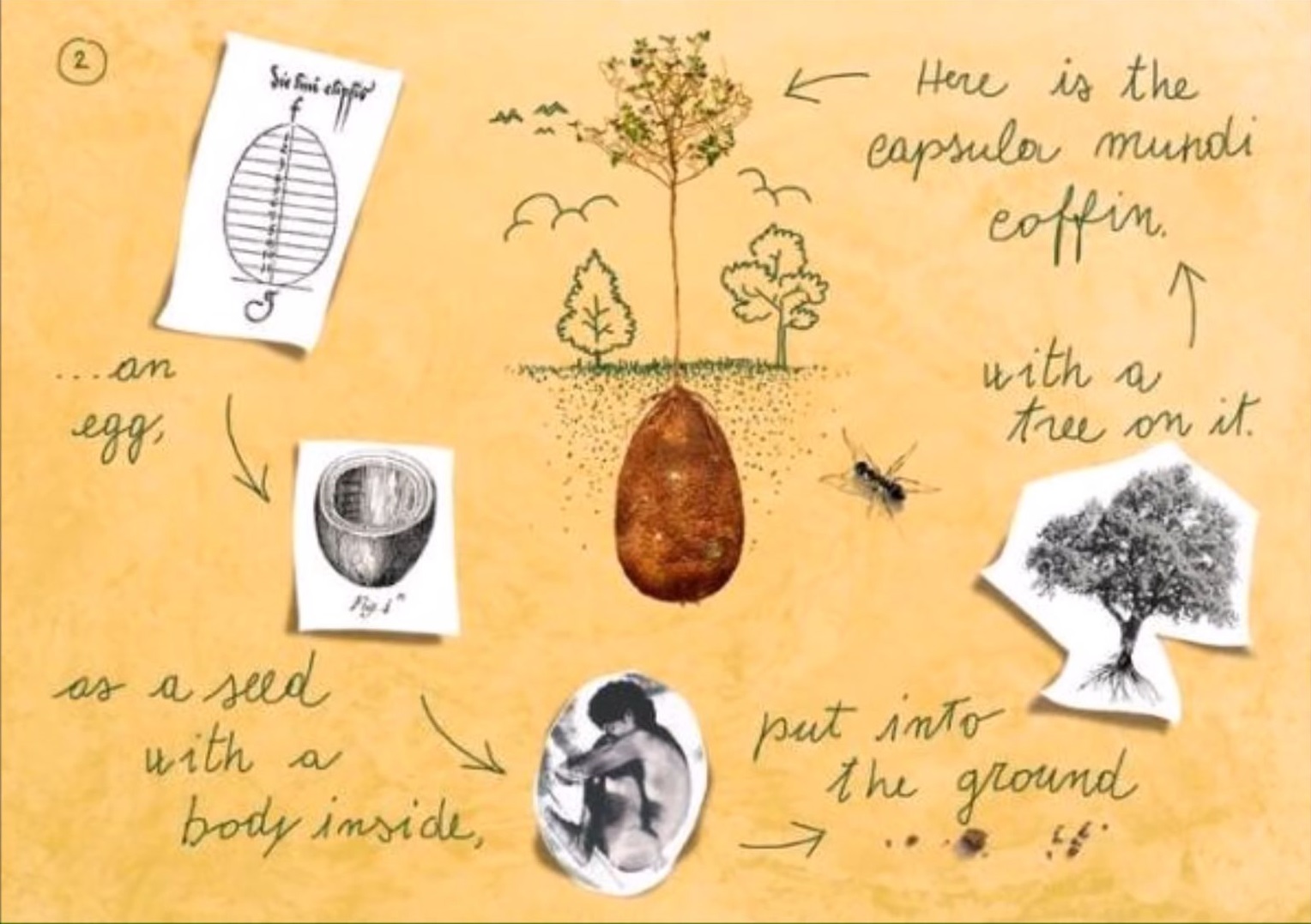 coffins these organic burial pods turn you into a tree when