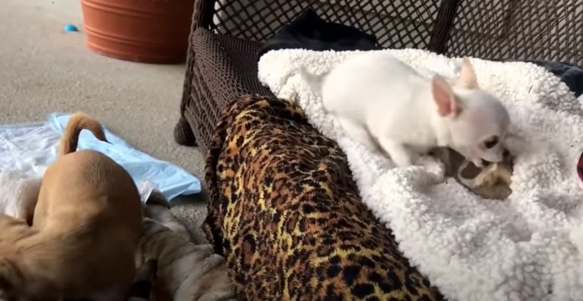 Chihuahua puppy throws funniest tantrum when his siblings take his toys
