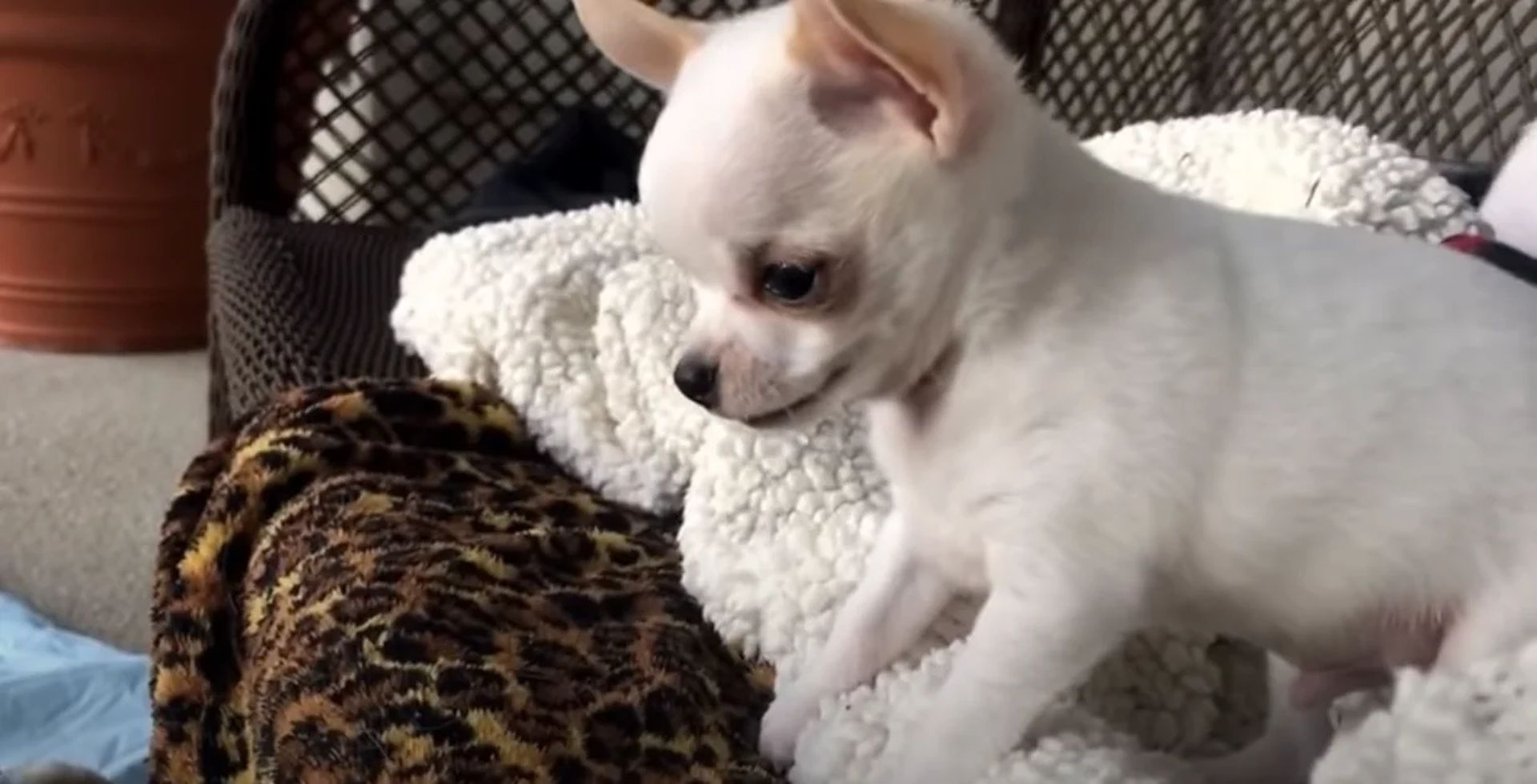 Chihuahua puppy throws funniest tantrum when his siblings take his toys