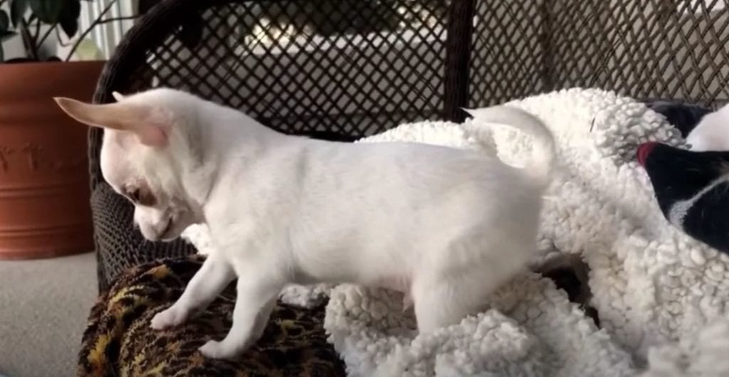 Chihuahua puppy throws funniest tantrum when his siblings take his toys
