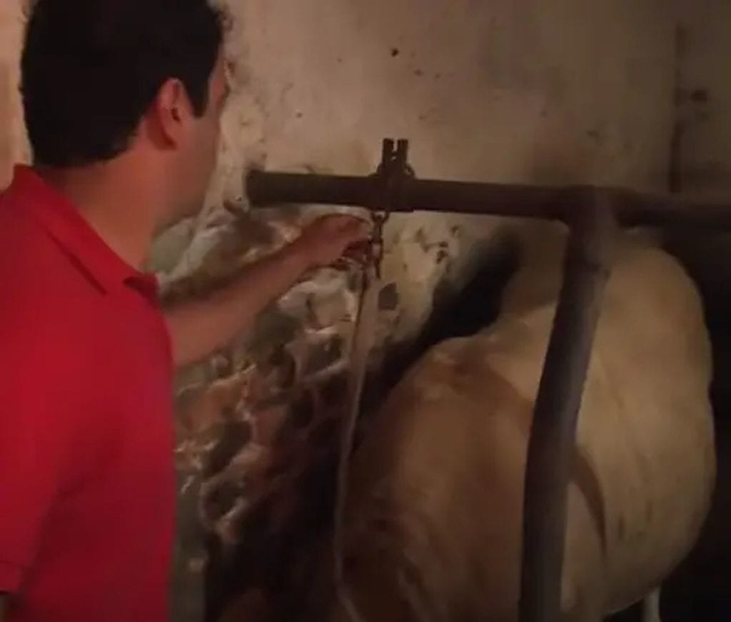Bull Captivity Bull has been imprisoned whole life, but the moment he’s set free is ...