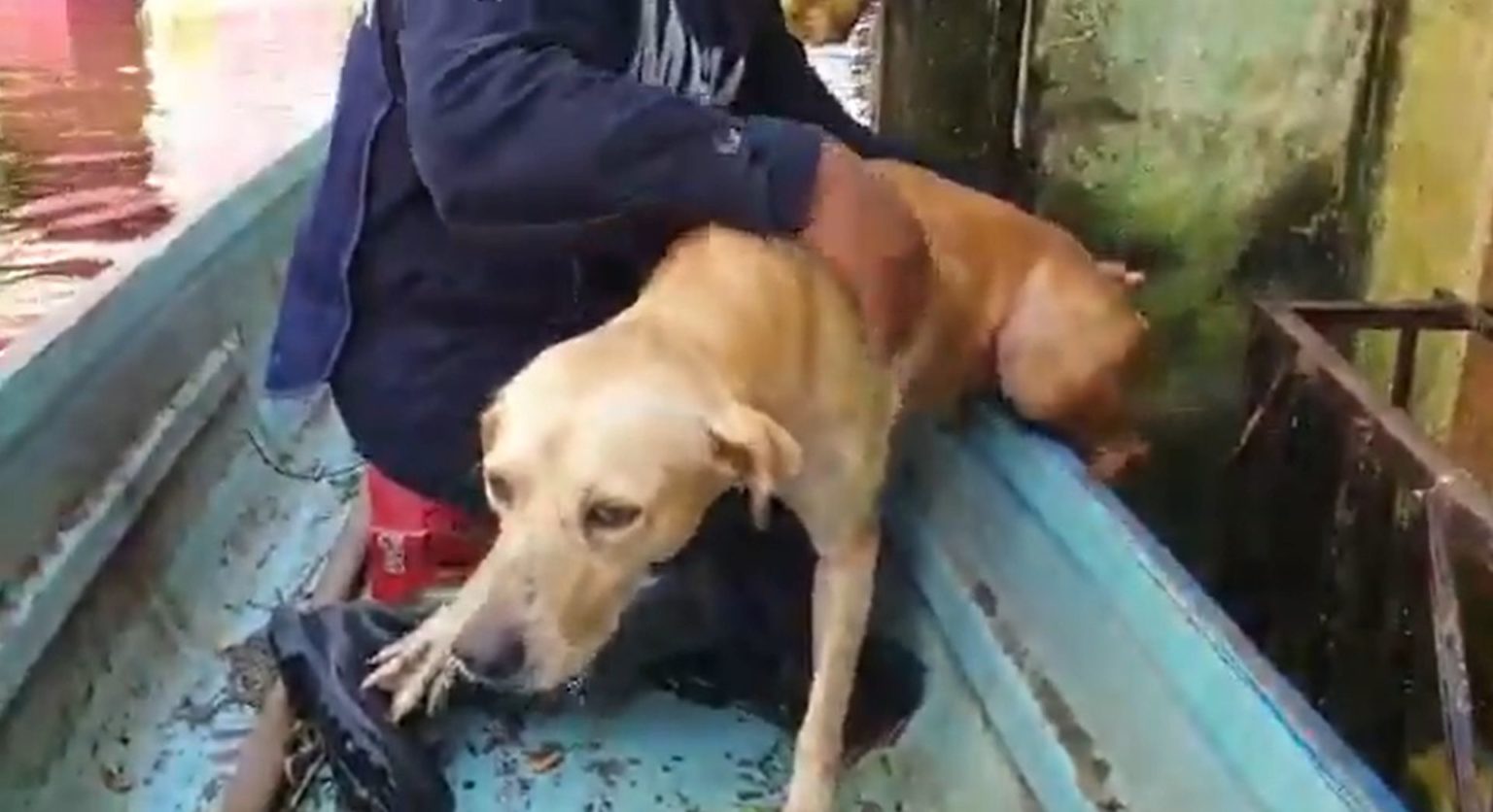 Mexican Navy rescued stranded dog from Tobasco flood waters and now ...