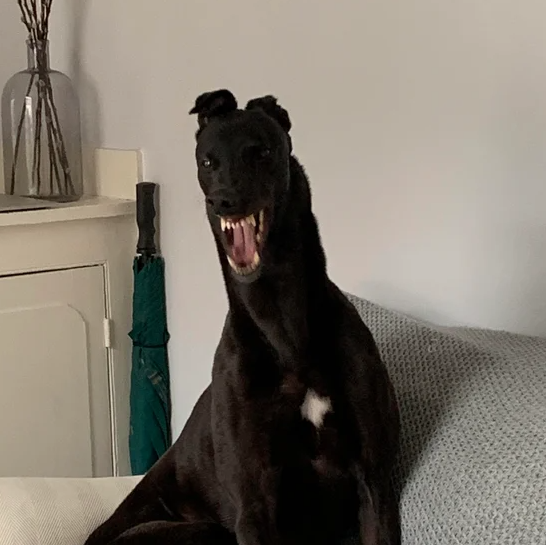 50 Momentos Graciosos De Mascotas Asustando A Sus Humanos